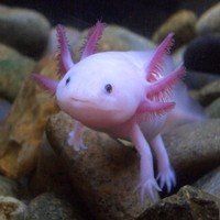 Petra Axolotl