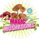 The Sacred Spore Store