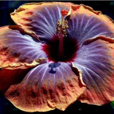Hibiscus Hawaii